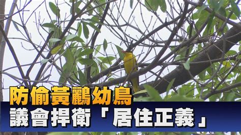 屋頂有鳥|鳥害防治！如何防止鳥築巢？友善驅鳥、防鳥方法推薦。